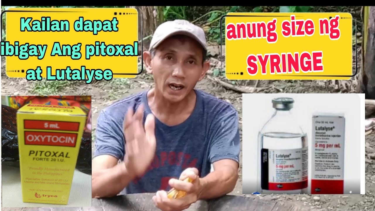 Kailan dapat ibigay ang Pitoxal at Lutalyse sa Mama Pig at size ng Syringe