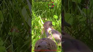 MOURNING DOVES #SHORTS
