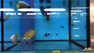 海水魚在庫2