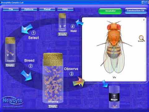 An introduction to fruit flies