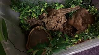 Update On My Ball Python | NEW Tub + Setup 🐍💚