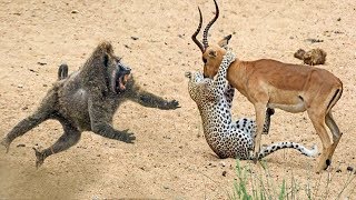 Amazing Baboon Save Impala From Cheetah Hunting Animals Save Other Animals