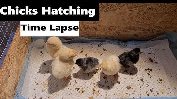 Baby Chicks Hatching | Time Lapse Eggs Hatching #farm vlog