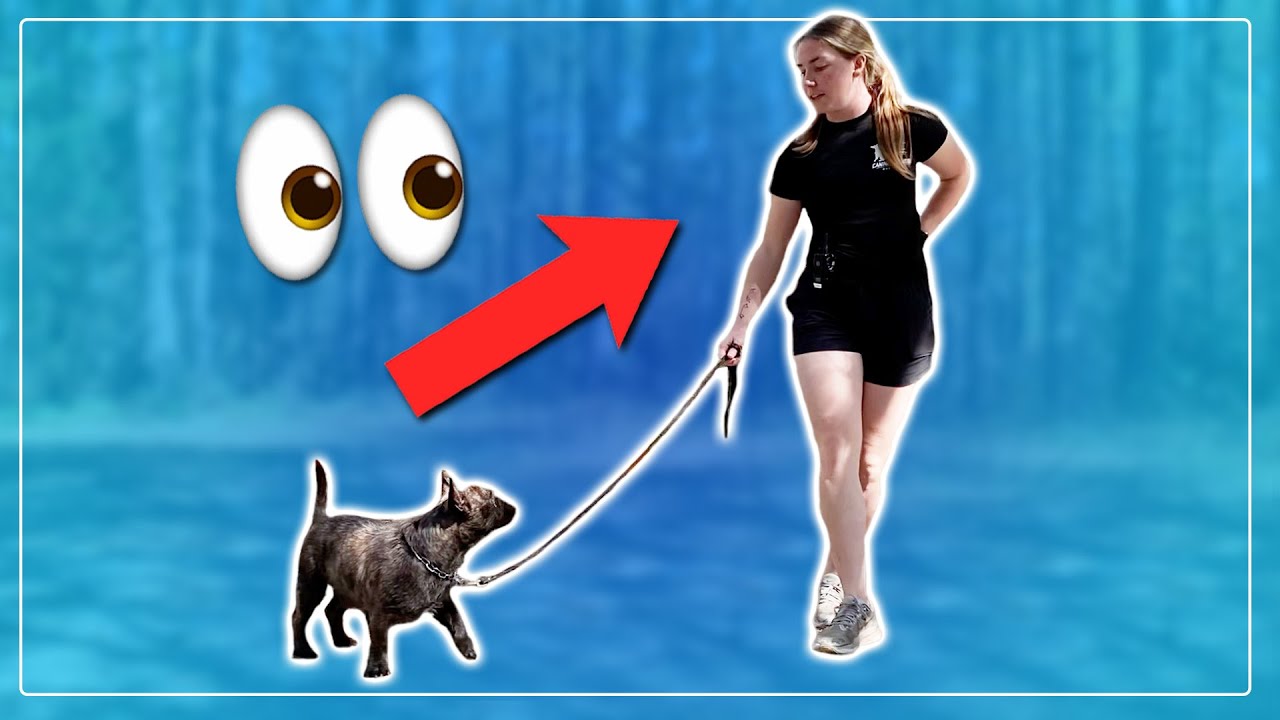 This is How You Get Your Dog to Focus on YOU! How to get Engagement