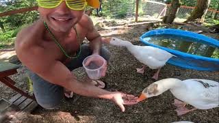 GEESE FEEDING (mealworms)/ FROZEN ICEBATH