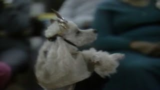 RETRO FIND: Miniature dogs accomplished big tricks by WLWT 36 views 6 hours ago 1 minute, 27 seconds