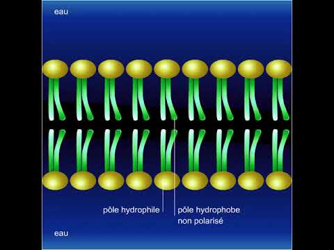 Vidéo: Quelle est la structure d'un phospholipide ?