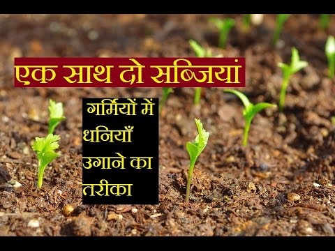   Vegetable gardening || How to Grow two vegetable in a pot