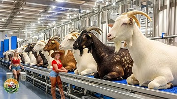 Hoe miljoenen geiten worden gefokt en verwerkt - Moderne technologie in geitenslachterijen