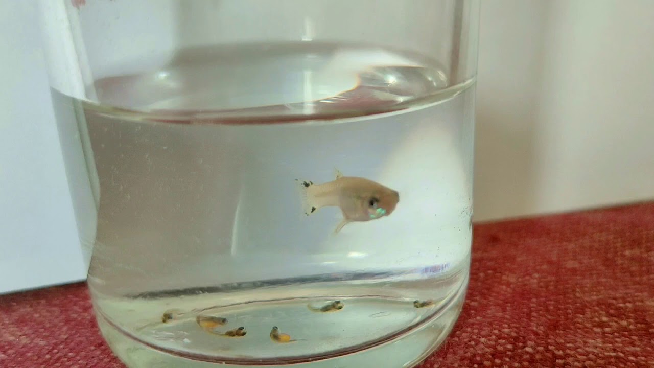Guppy fish giving birth YouTube