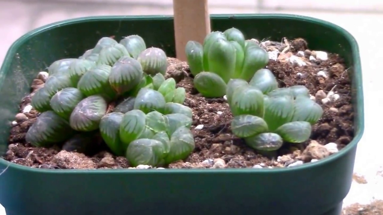 多肉植物ハオルチア「トルンカータ」株分け植え付けSucculents