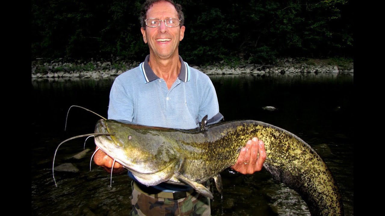 PESCA AI PESCI SILURO in Valdarno Superiore (fiume Arno) con canne da pesca e ESCHE ARTIFICIALI