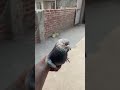 Kabootar bazi 🕊️ #kabutar #pigeon #birds #rabbit #tigerpigeon #kabutarbazi #pets #petsvlog#vlogs