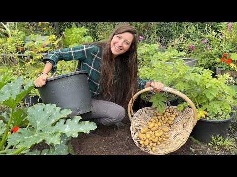 Potato Reveal -