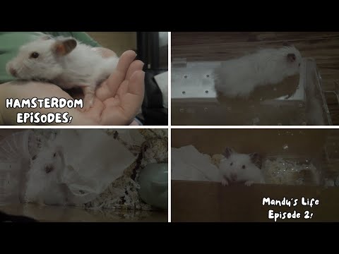My Hamster Has Hormonal Imbalance/ Alopecia!! What to Do?!!