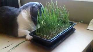 Munchie Loves Her Cat Grass