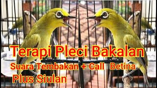 TERAPI SUARA UNTUK PLECI BAKALAN  TEMBAKAN PLECI   CALL BETINA