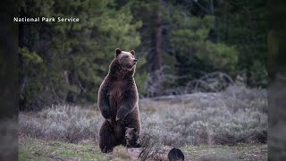 Wyoming welcomes famous grizzly 399