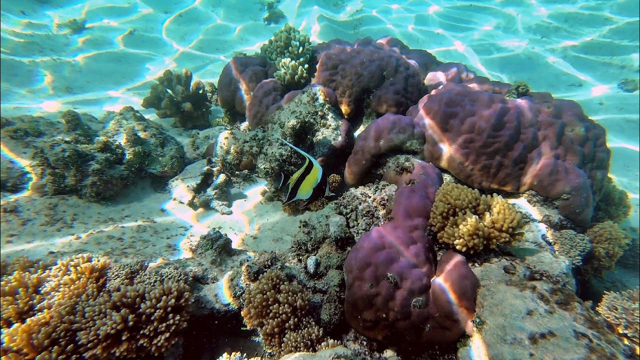 Snorkel: Inyeug Island - YouTube