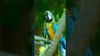 Parrot reacts with a dramatic double-take, exaggerated blinking #ytshorts #trending #shorts