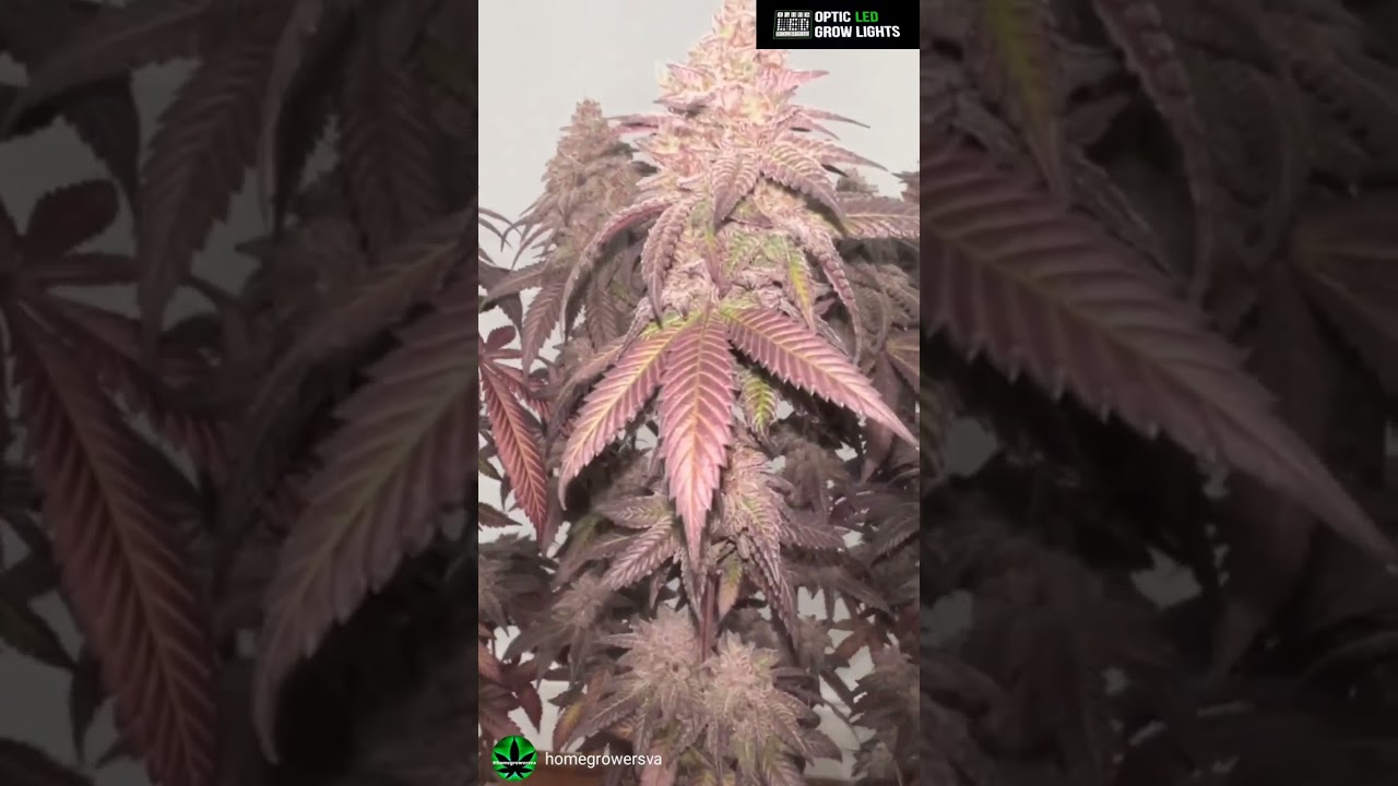 HomeGrowersVA - colorful Buds Harvested from Optic LED Grow