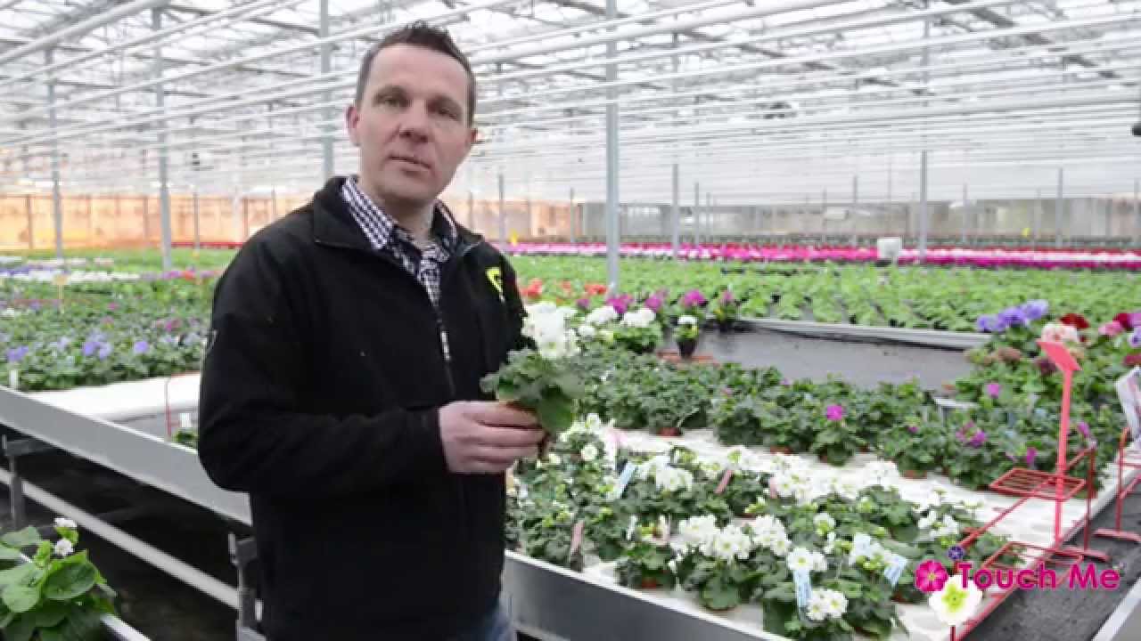 Diego Poot vertelt over Primula Touch Me & Pricanto