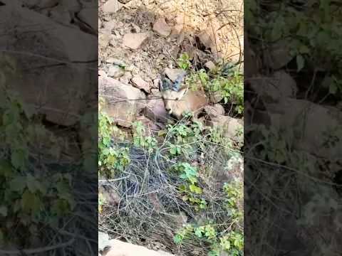 شوهد غزال على هذا الارتفاع Shorts Deer Intresting Trending Dreamhazaratv