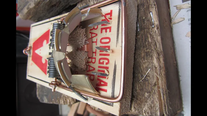 Rat trapping Tips: 14th March,2022: Setting Up a N...