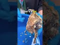 Maria the turtle lost 0.5kg just from this 😳 #oddlysatisfying #wildlife #rescue
