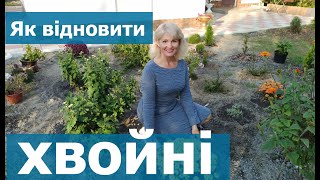 Хвойні рослини у саду Як удобрити хвойні рослини Догляд за хвойними в саду