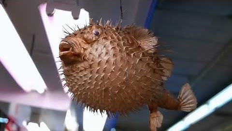 CÁCH CHẾ BIẾN CÁ NÓC CỦA NGƯỜI NHẬT BẢN I JAPANESE STREET FOOD I BLUEMOON