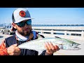 Simple Rig to Catch Spanish Mackerel Off ANY Fishing Pier
