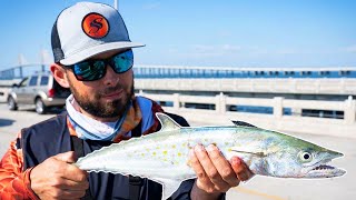 Simple Rig to Catch Spanish Mackerel Off ANY Fishing Pier