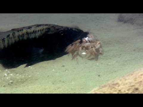 Vídeo: Qual peixe come o quê? Peixes predadores do lago. Peixes predadores do mar