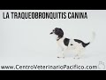 La traqueobronquitis o complejo respiratorio canino #Perro #Veterinaria