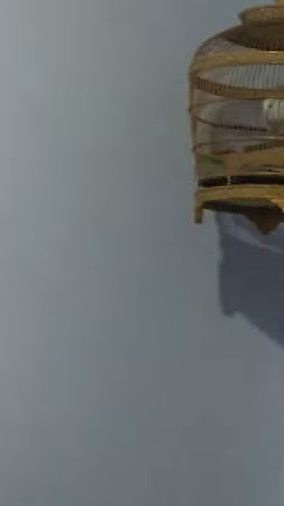 PUTER PELUNG PUTIH (Mawar) Mengaung...