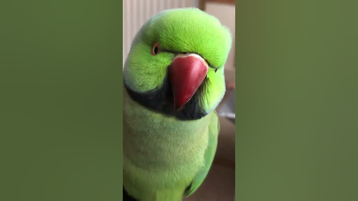 Fluffy, adorable Indian Ringneck parrot singing and chirping. Little bird wants some treats