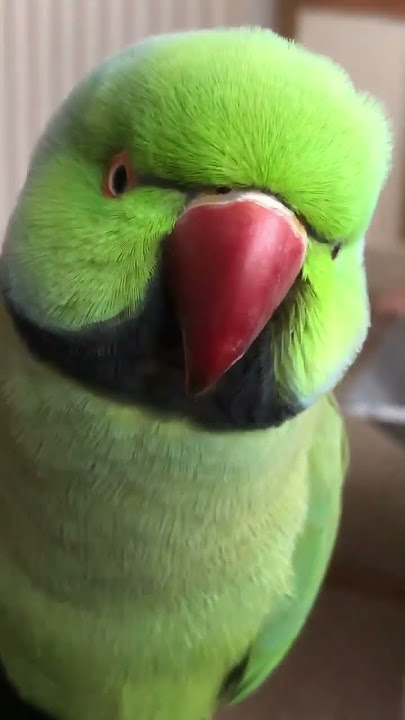 Fluffy, adorable Indian Ringneck parrot singing and chirping. Little bird wants some treats