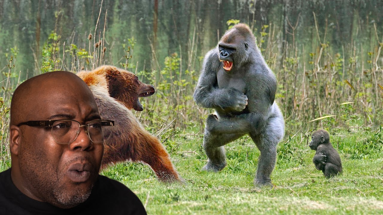 Gorilla vs Grizzly Bear!! Animal Face Off Compilation - YouTube
