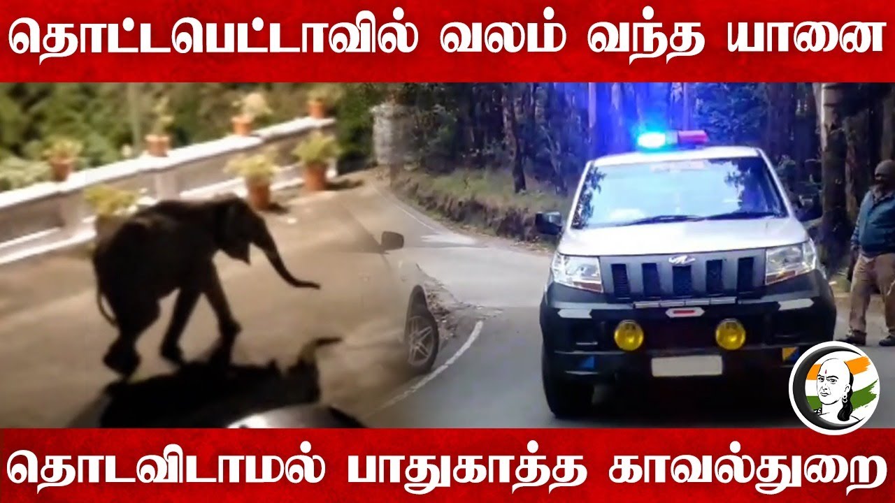 Elephant Surprise Ride at Doddabetta View Point |  Doddabetta