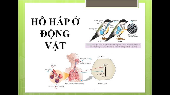 7. Ứng dụng nghiên cứu hệ hô hấp ở động vật trong y học