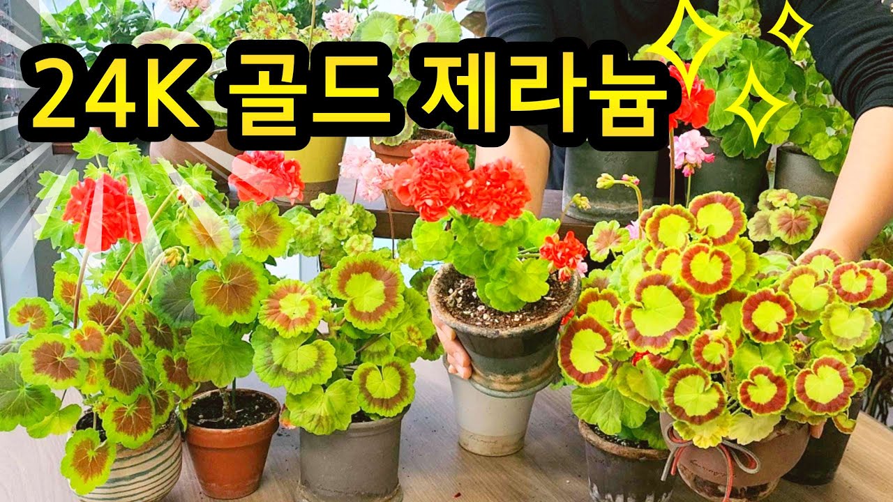 [4K] 잎으로 꽃다발 만드는 금땡이 제라늄 Gold Leaf geranium #제라늄#pelargonium