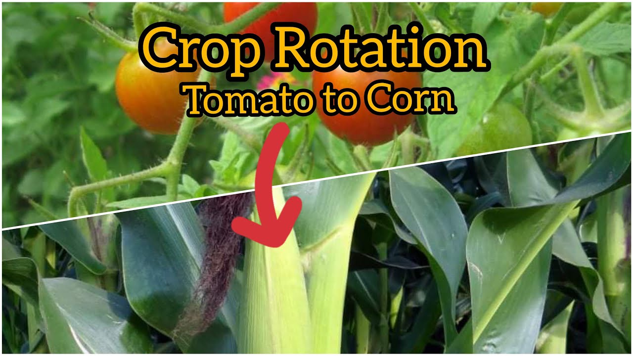 Crop Rotation - proven effective planting technique for a healthy plants and high quality of fruits.
