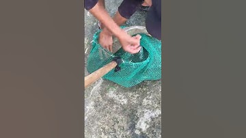 #Shorts Báo cá - Hồ Câu APHƯƠNG 0986782403 Đường Rạch Cầu Suối, Vĩnh Lộc, Bình Chánh, TP HCM clip 7