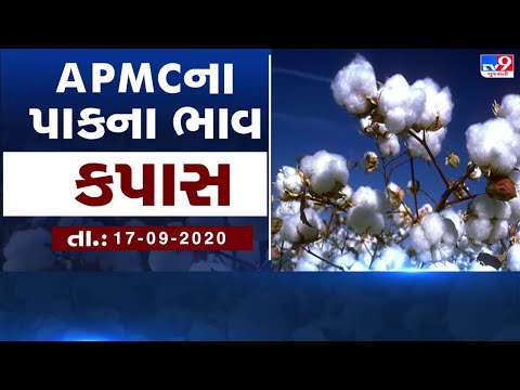 ગુજરાતની બધી જ APMCના તા.17-09-2020 દરેક પાકના ભાવ LIVE । TV9 Dhartiputra