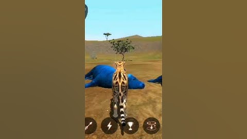 The cheetah using all skills part 9