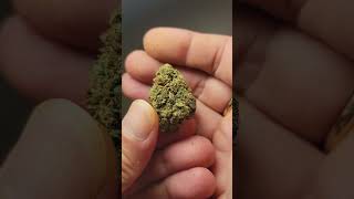 Platinum purple kush THCA live #420 #giveaway #cbdproducts #cannabiscommunity420 #foryoupage