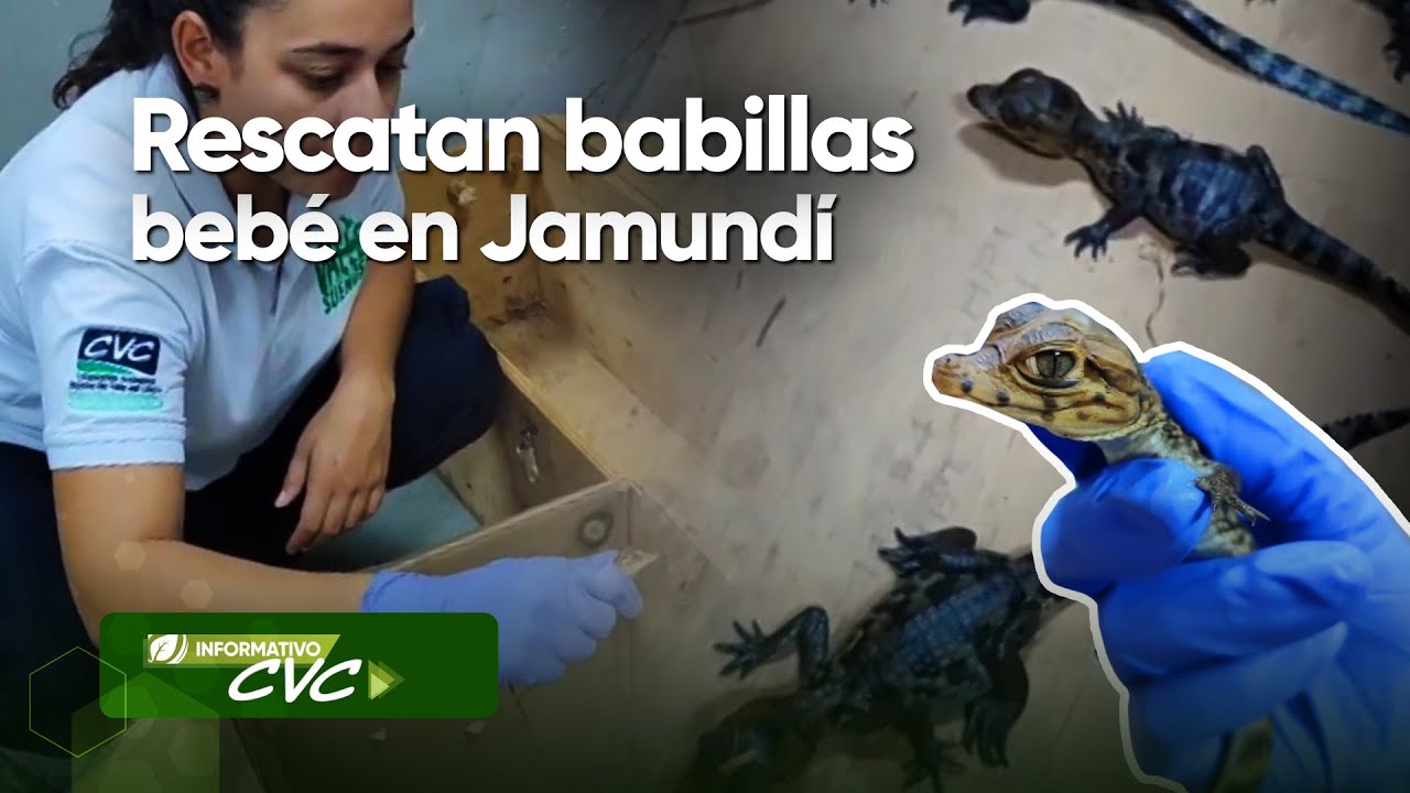 Rescatan de babillas bebé en Jamundí - YouTube
