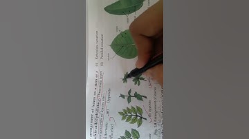 phyllotaxis (arrangement of leaves on stem) part 8