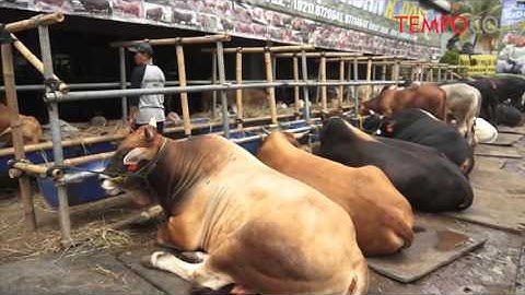 Di Tempat Ini, Sapi Kurban Dijual Seharga Mobil